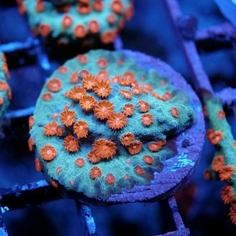 Cyphastrea Koralle - flach wachsend und braucht nur wenig Licht